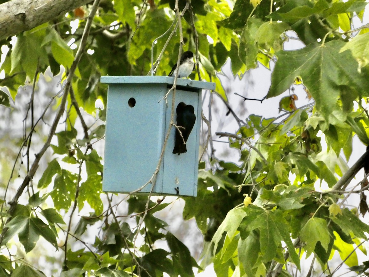 Tree Swallow - ML618344340