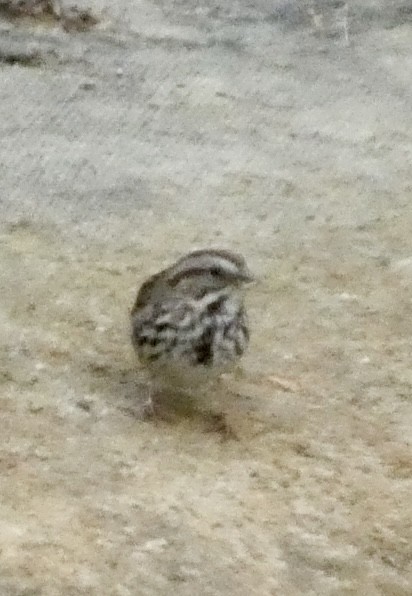 Song Sparrow - ML618344383