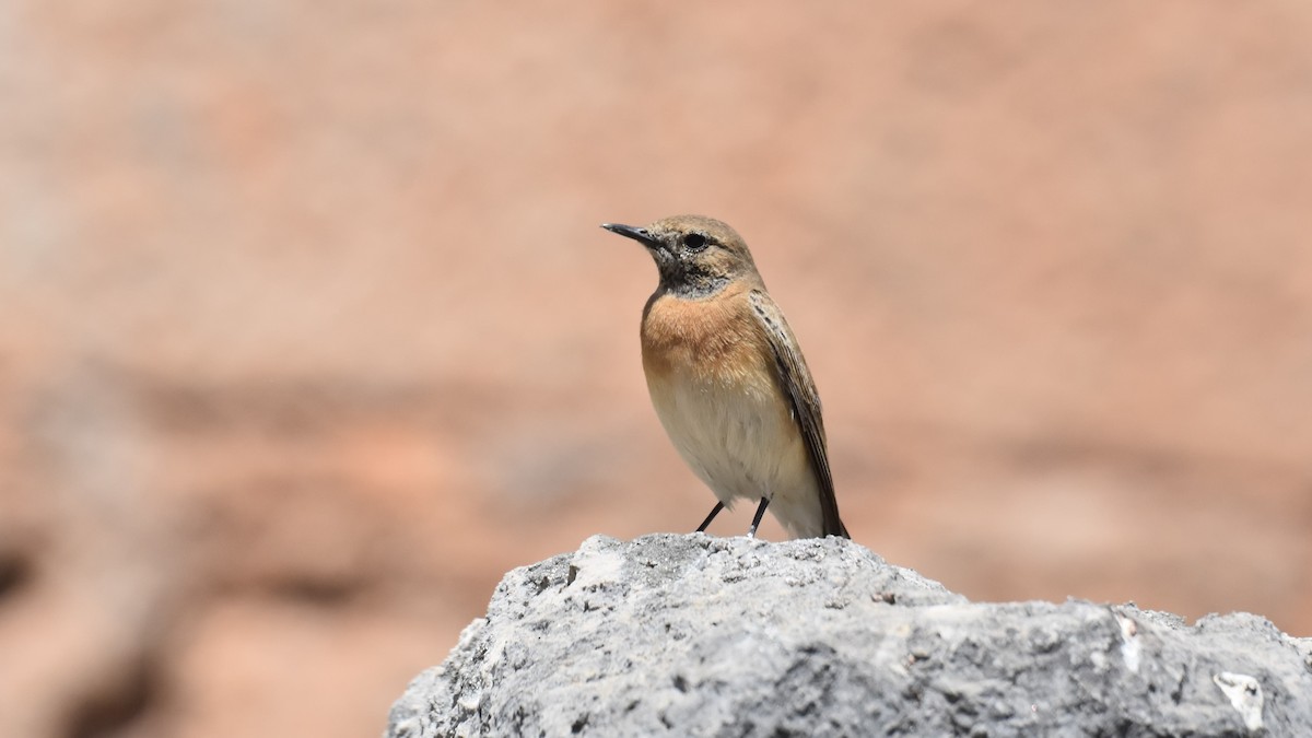 Eastern Black-eared Wheatear - ML618344386