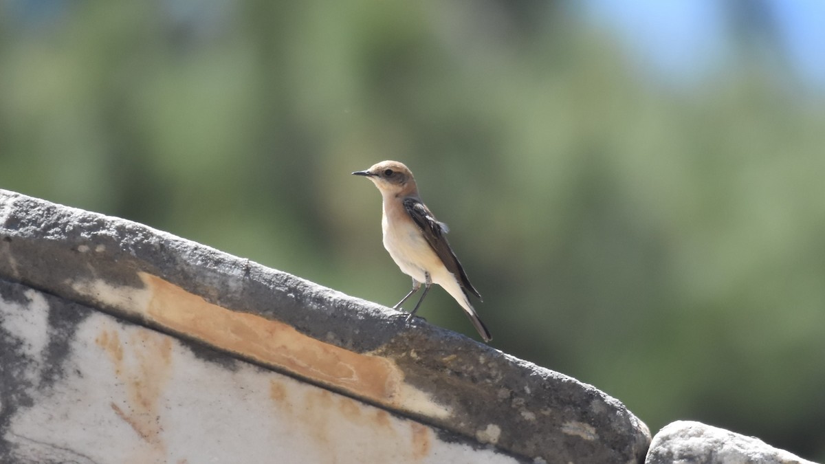 Eastern Black-eared Wheatear - ML618344387