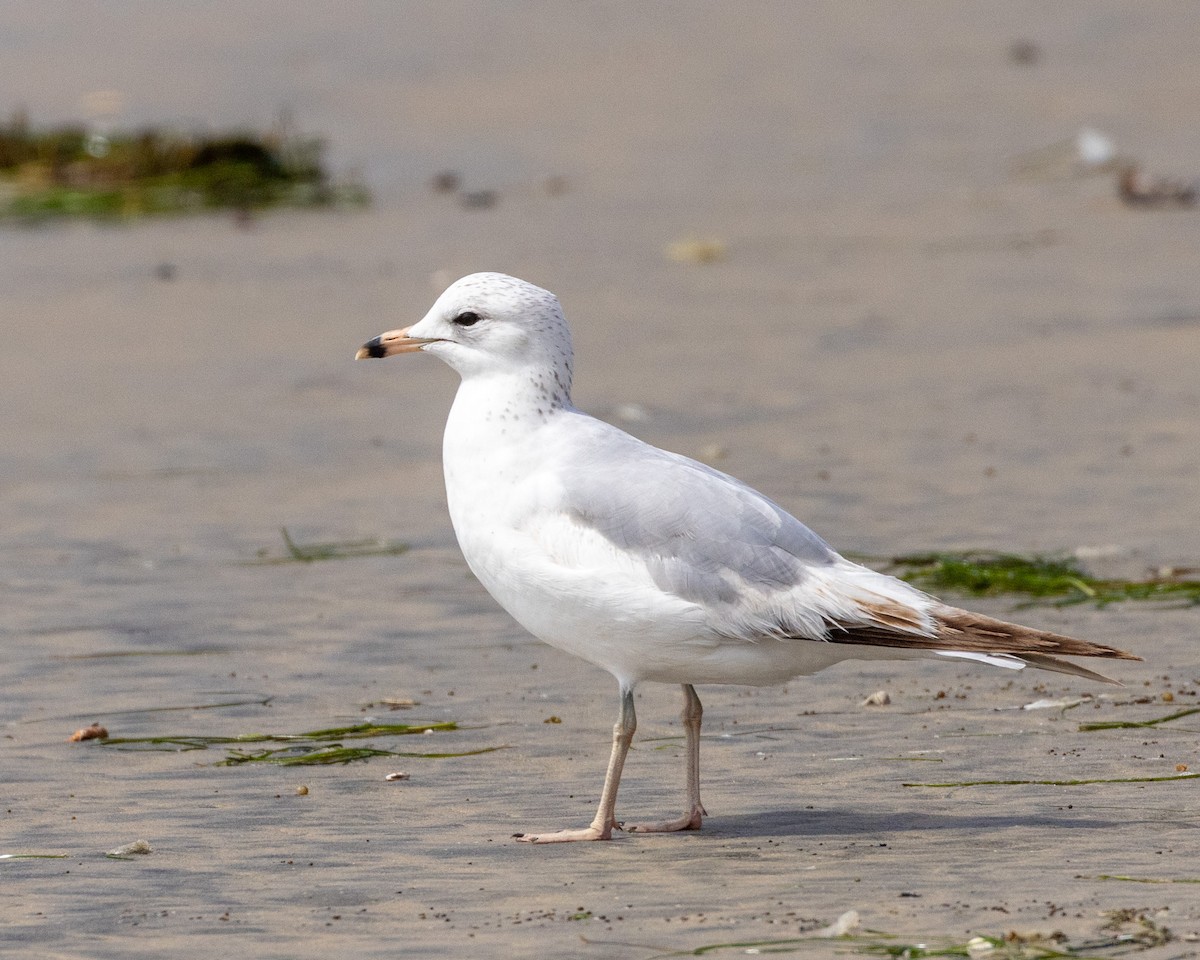 Ring-billed Gull - ML618344415