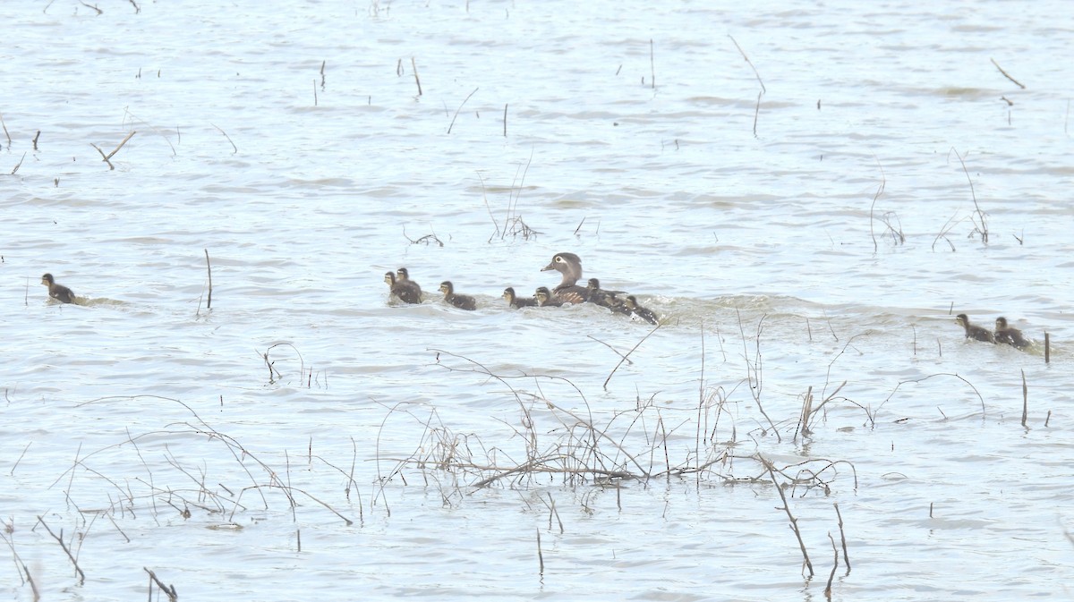 Wood Duck - ML618344427