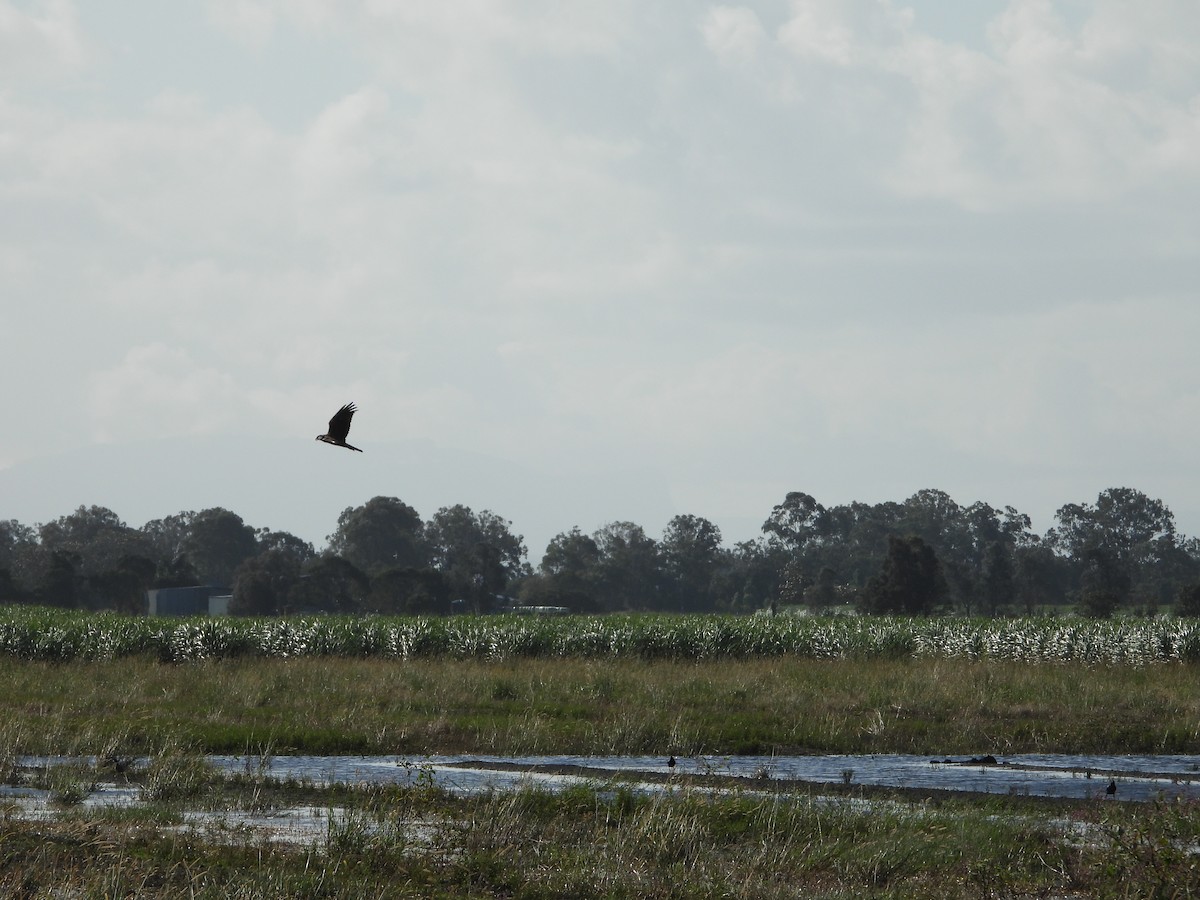 Swamp Harrier - ML618344430