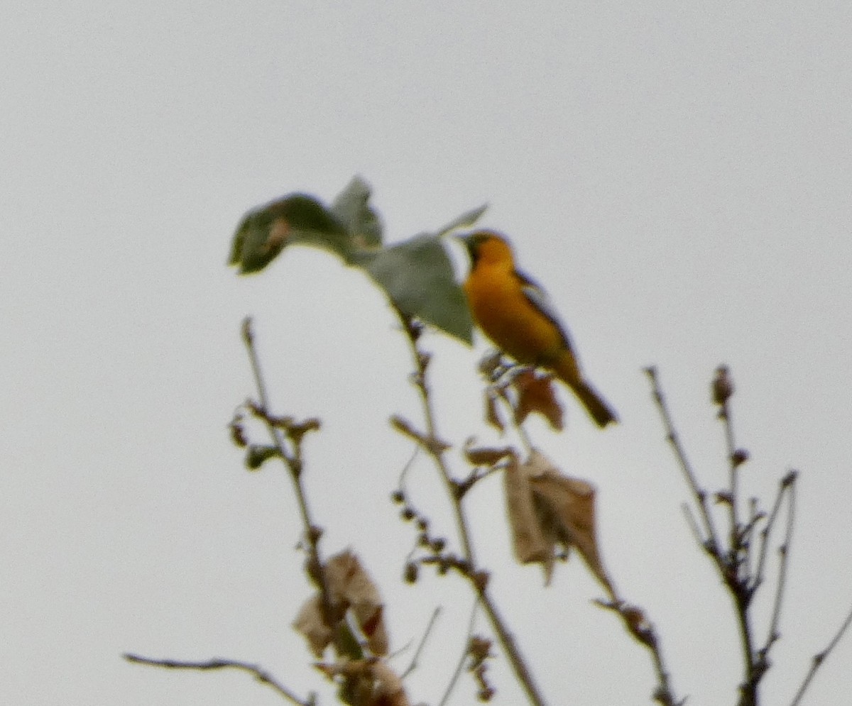 Bullock's Oriole - ML618344436