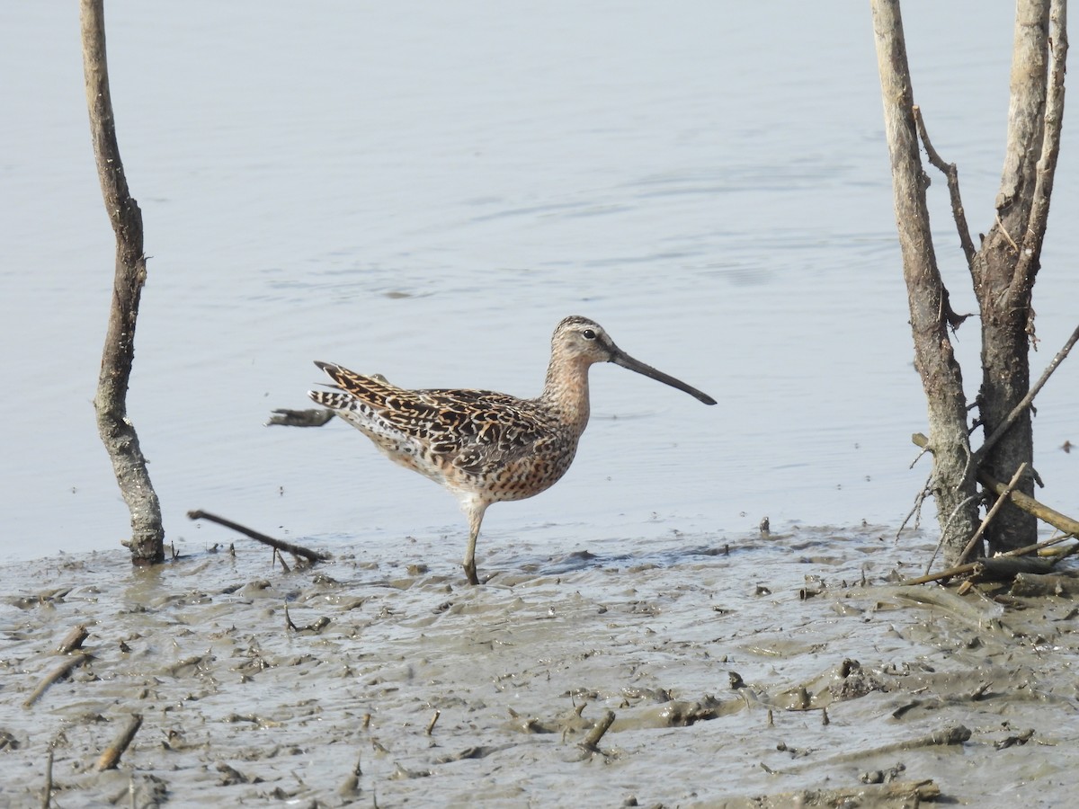 Short-billed Dowitcher - ML618344447