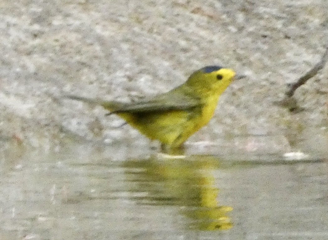 Wilson's Warbler - Eileen Wintemute