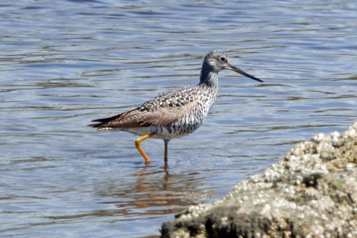 Greater Yellowlegs - ML618344483