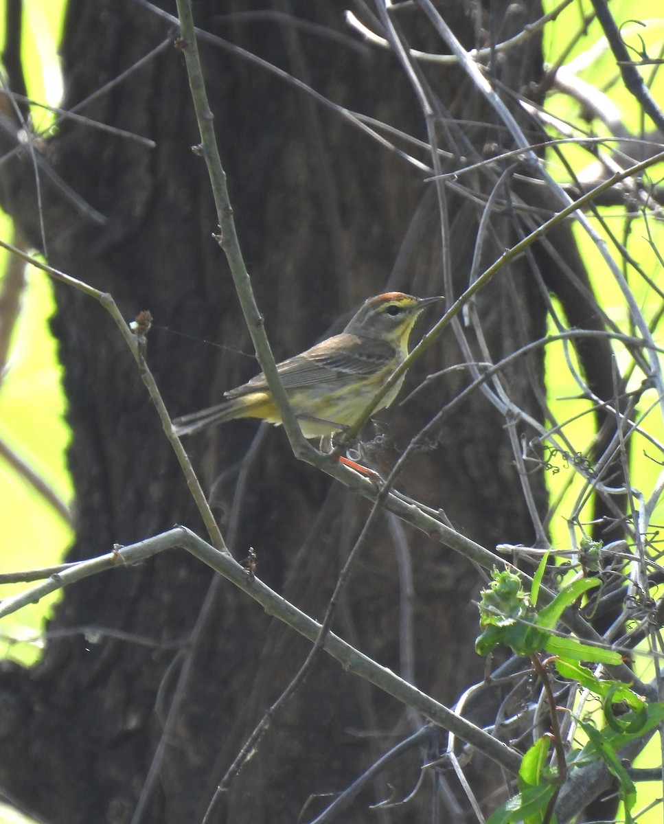 Palm Warbler - ML618344512