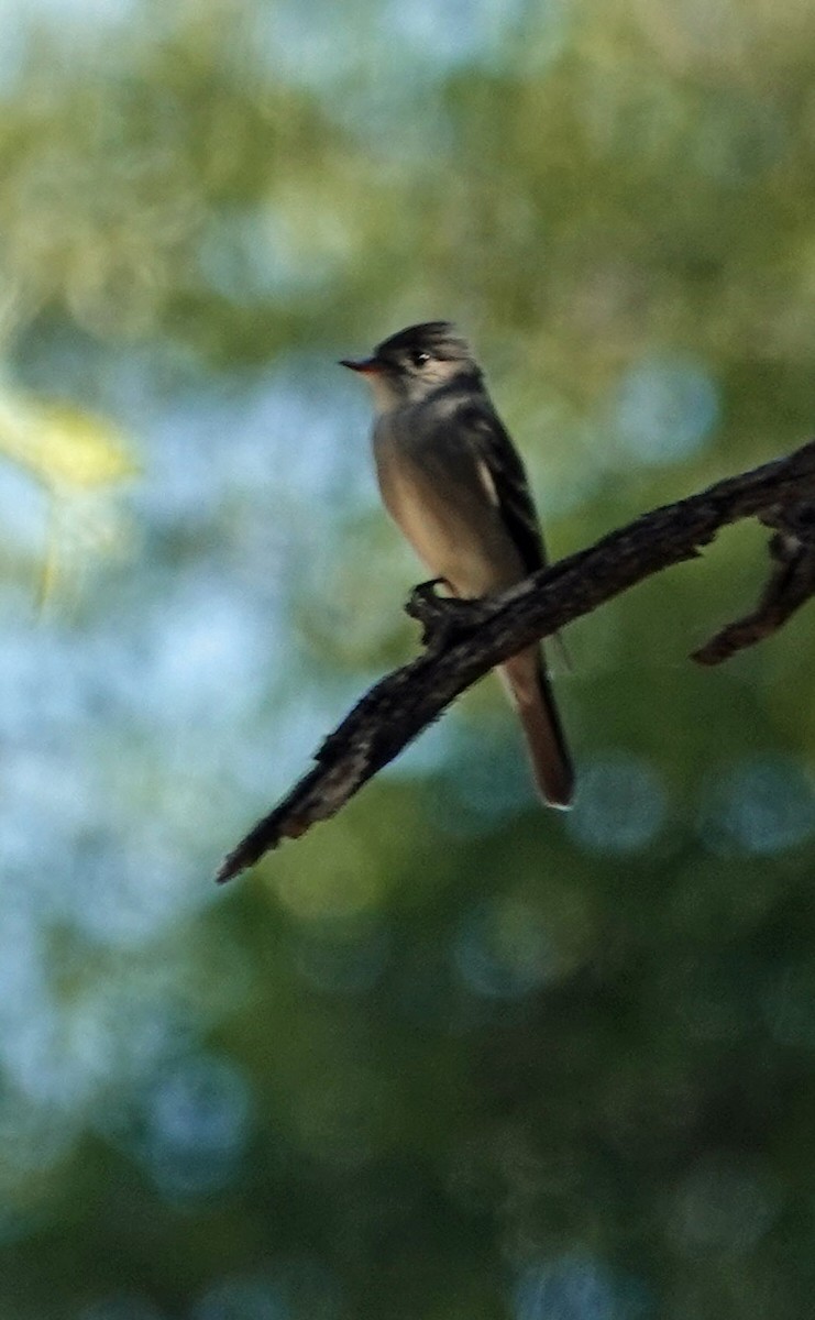 Western Wood-Pewee - ML618344517