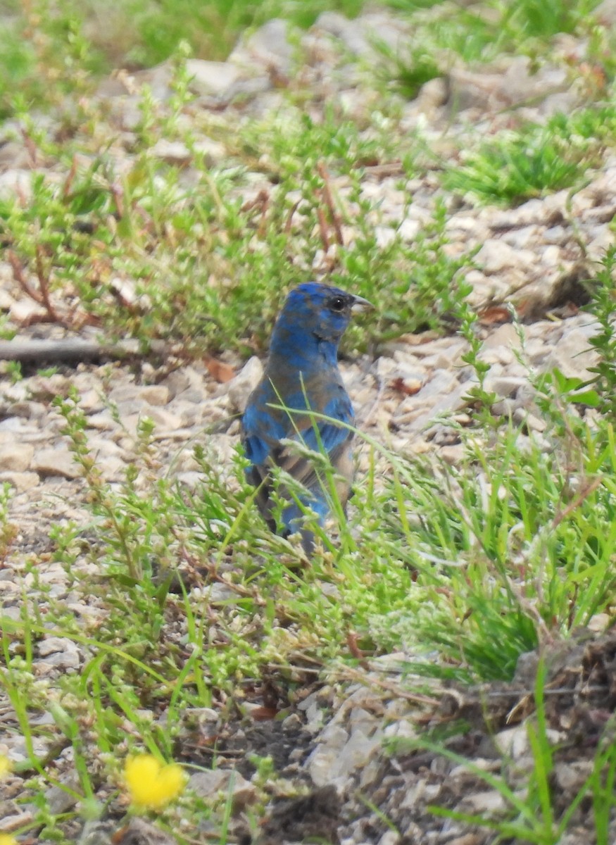 Blue Grosbeak - MaryAnn Clayton