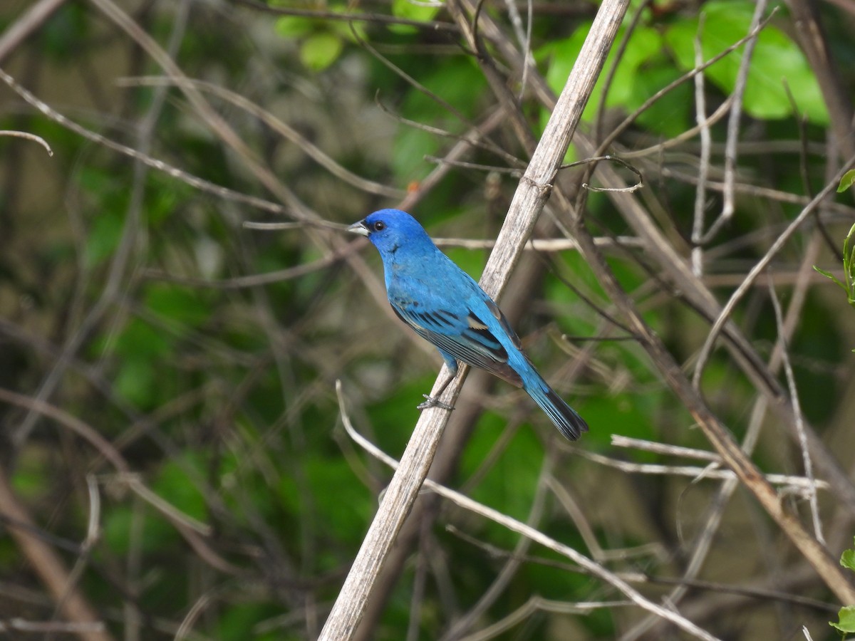 Indigo Bunting - MaryAnn Clayton