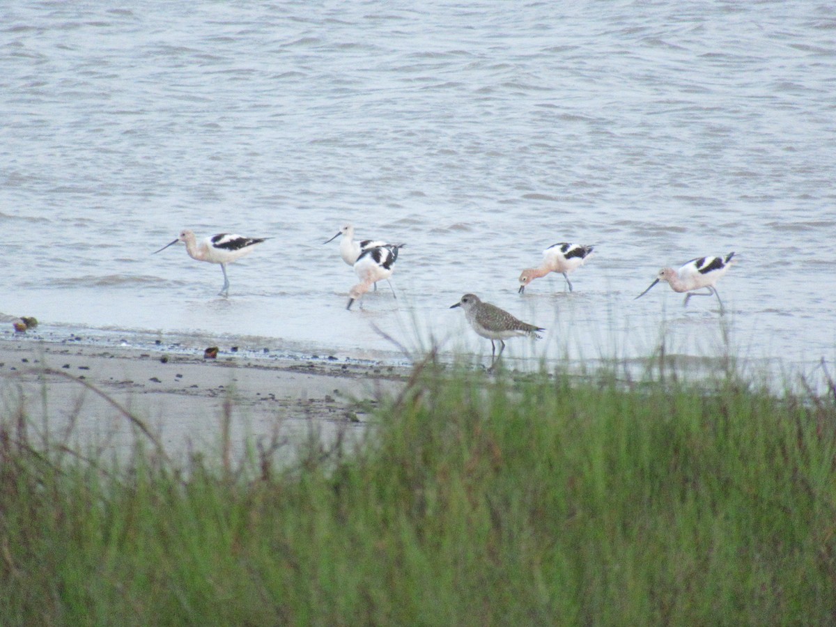 Black-bellied Plover - Cristina Armas