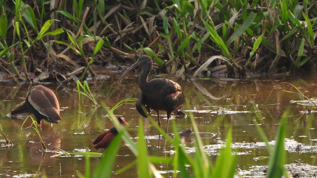 ibis hnědý - ML618344608