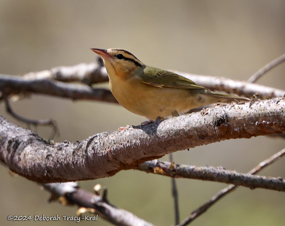 Worm-eating Warbler - ML618344620