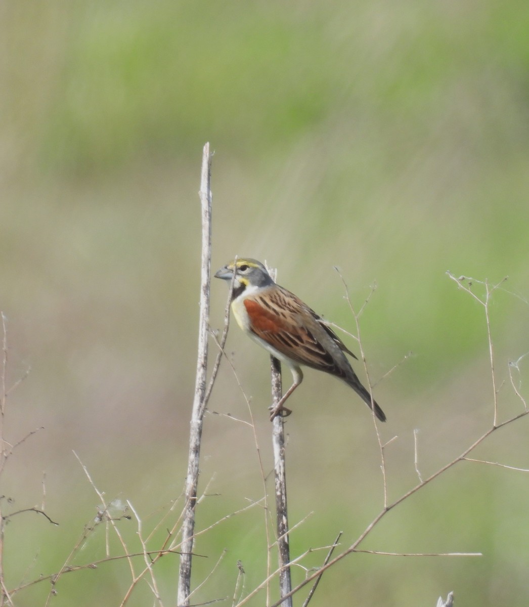 Dickcissel - ML618344664