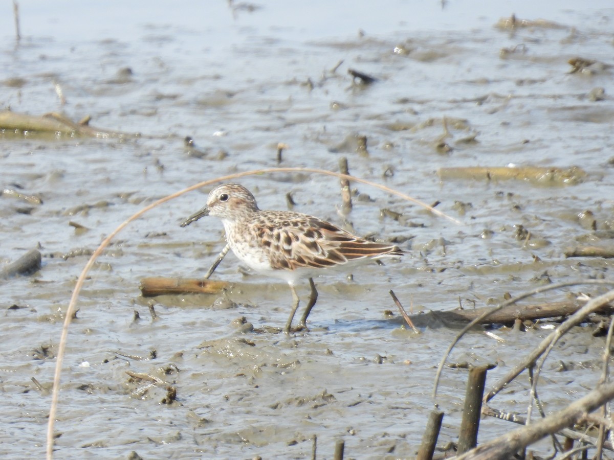 Least Sandpiper - ML618344673