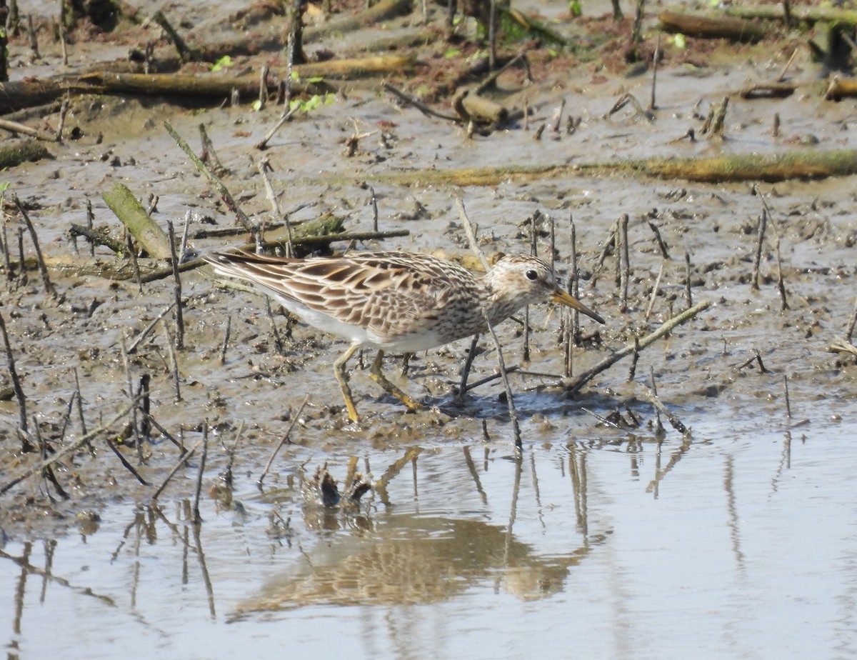 Graubrust-Strandläufer - ML618344685