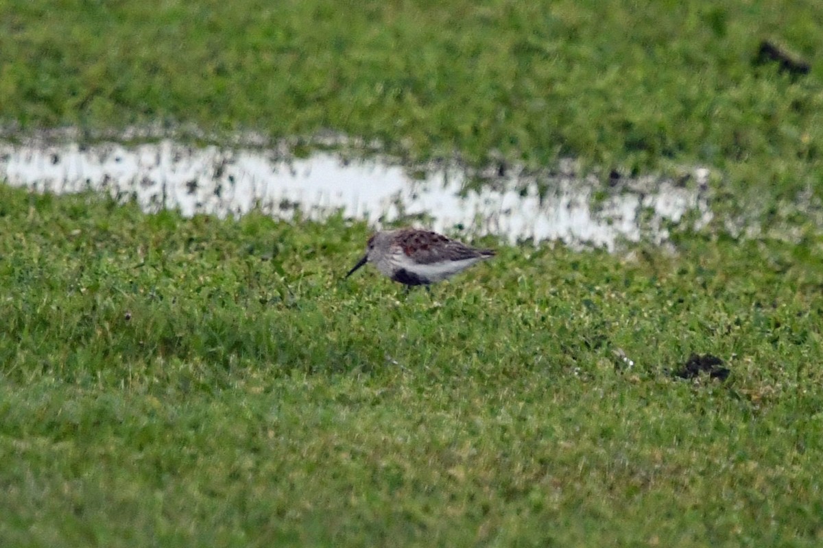 Dunlin - ML618344686