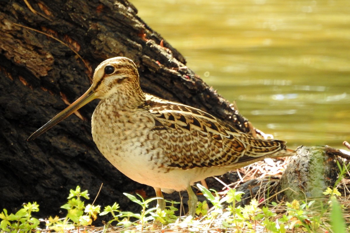 Latham's Snipe - ML618344706