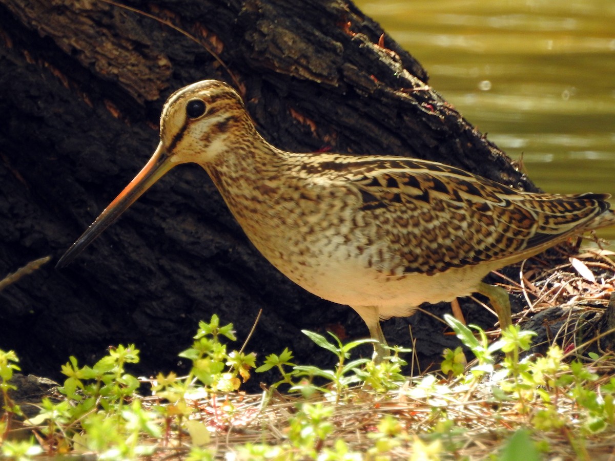 Latham's Snipe - B Jenkins