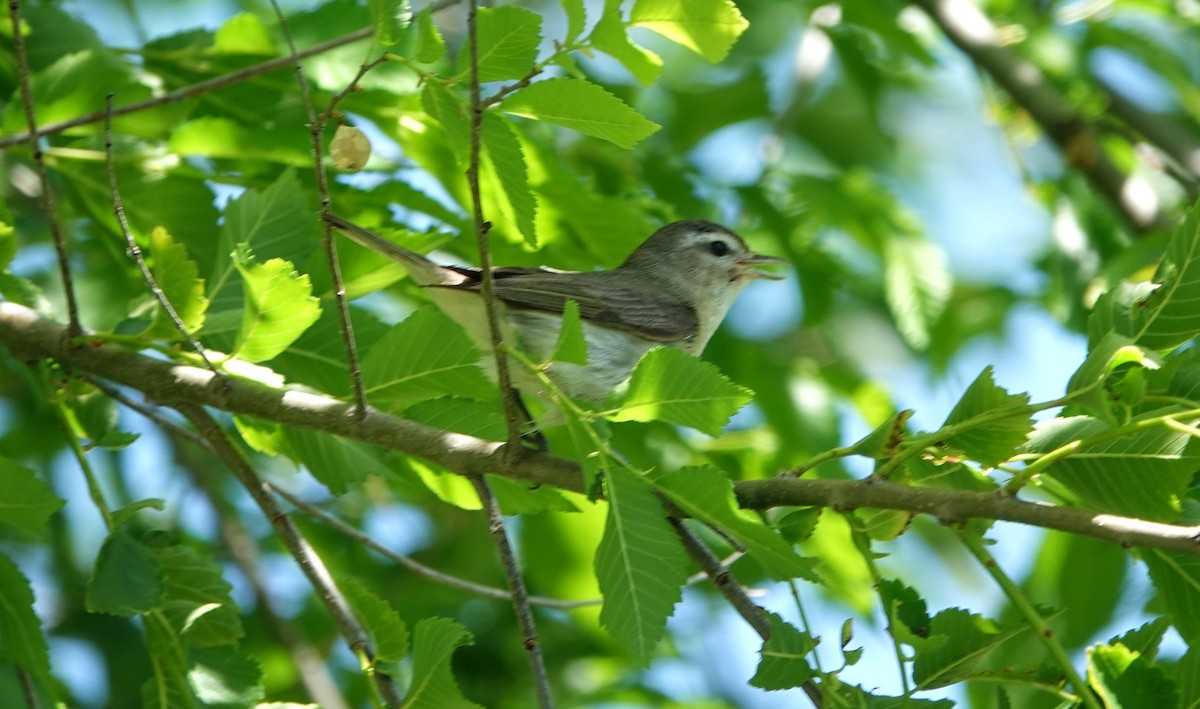 Warbling Vireo - Monica P