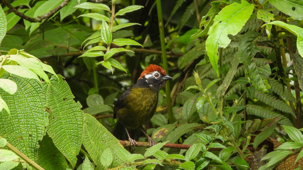 White-rimmed Brushfinch - ML618344781