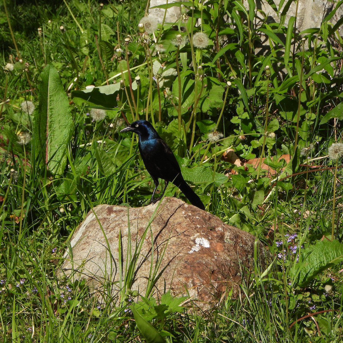 Common Grackle - ML618344787