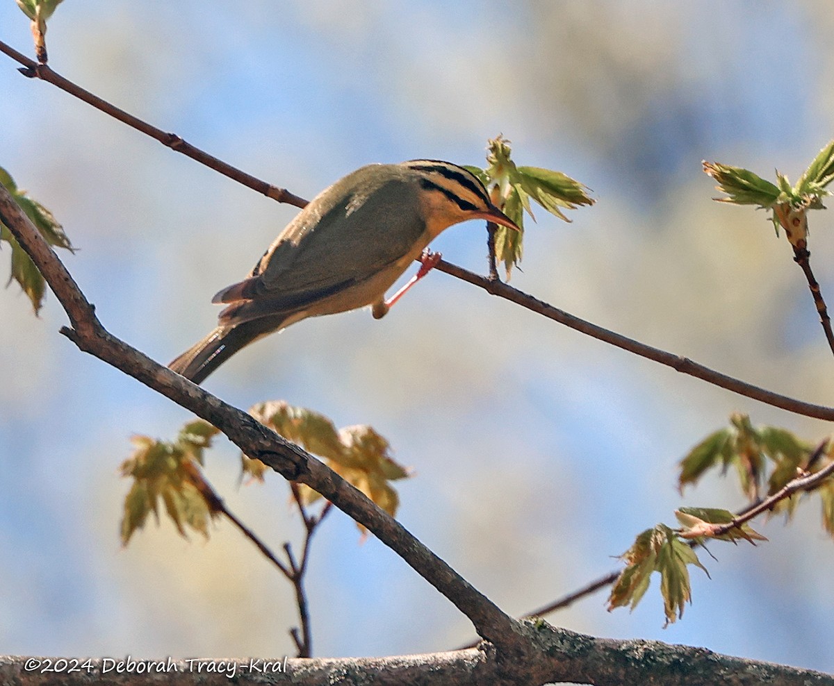 Worm-eating Warbler - ML618344788