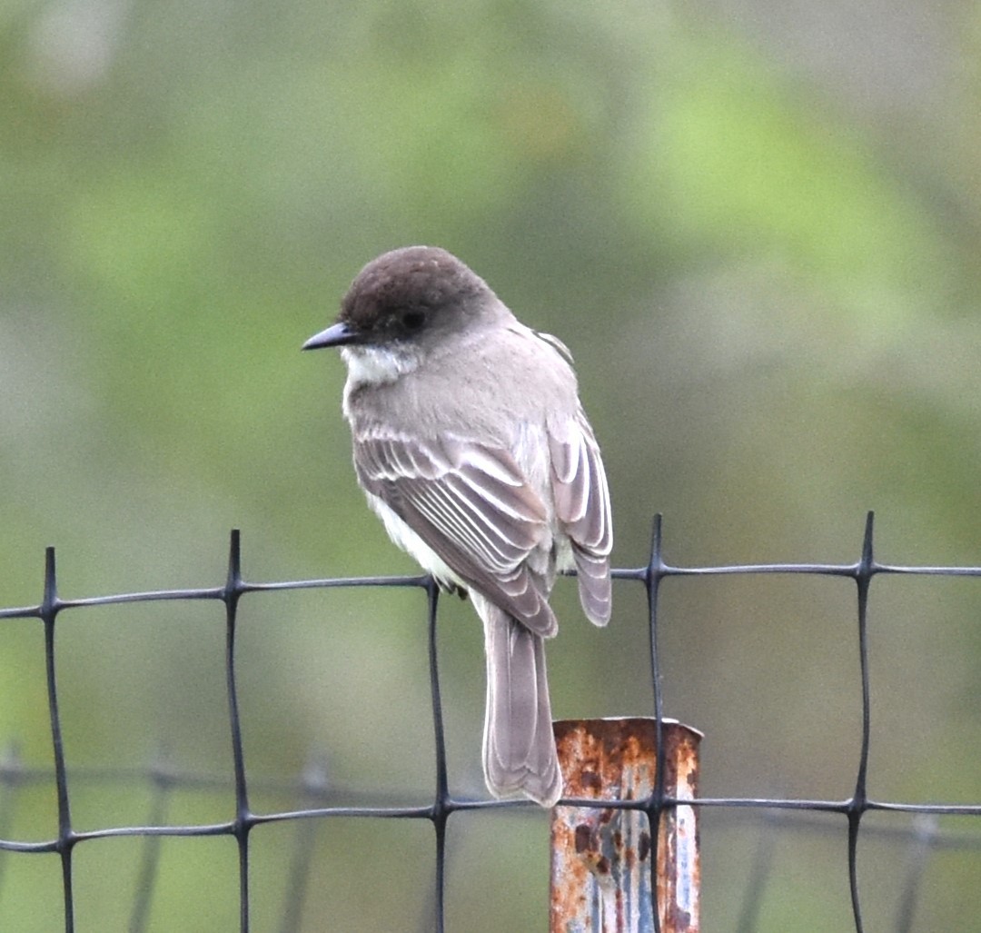 Eastern Phoebe - ML618344789