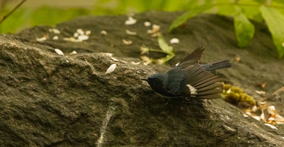 Black-throated Blue Warbler - ML618344815