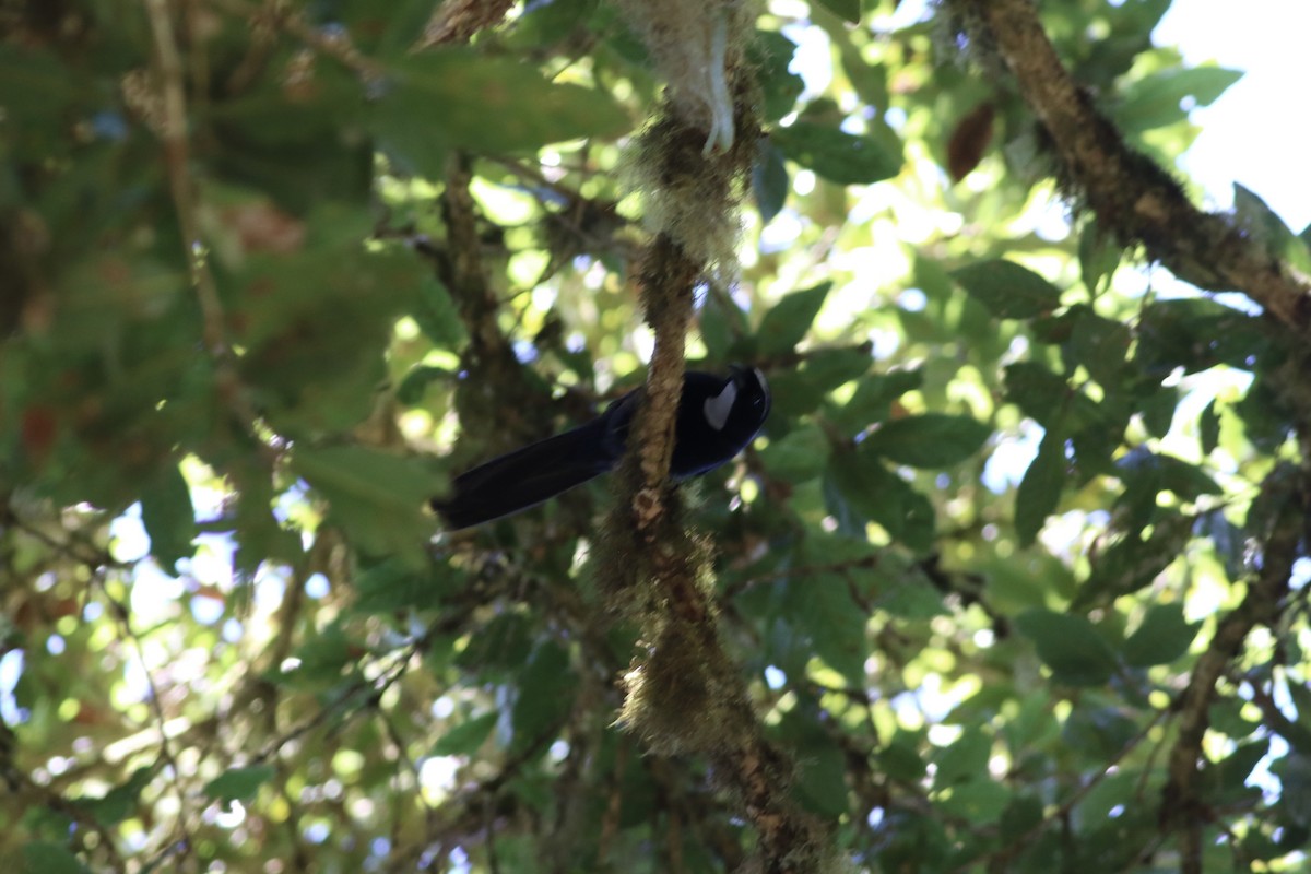 Silvery-throated Jay - Max Epstein