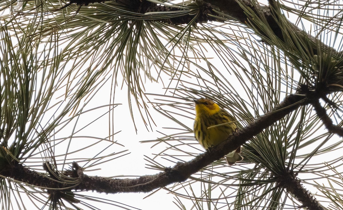 Cape May Warbler - ML618344883