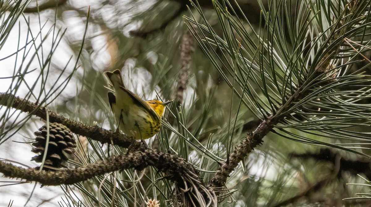 Cape May Warbler - ML618344884
