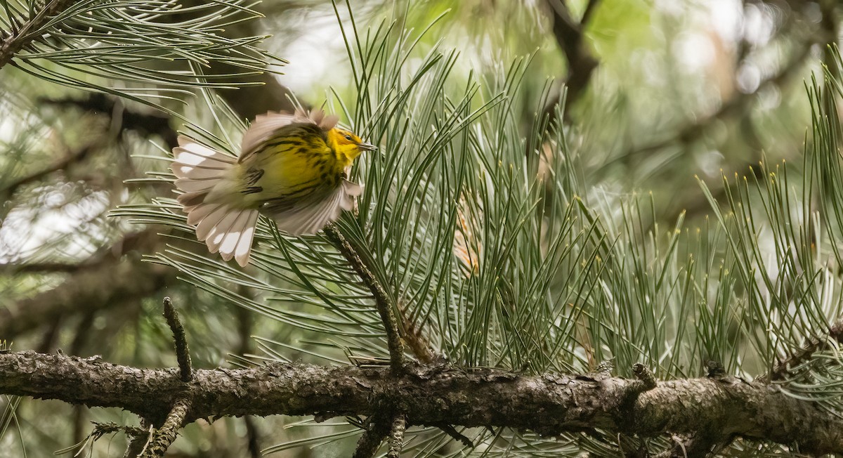 Cape May Warbler - ML618344885