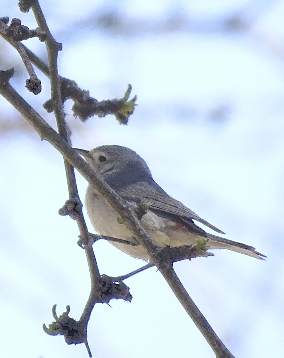 Lucy's Warbler - Nancy Overholtz