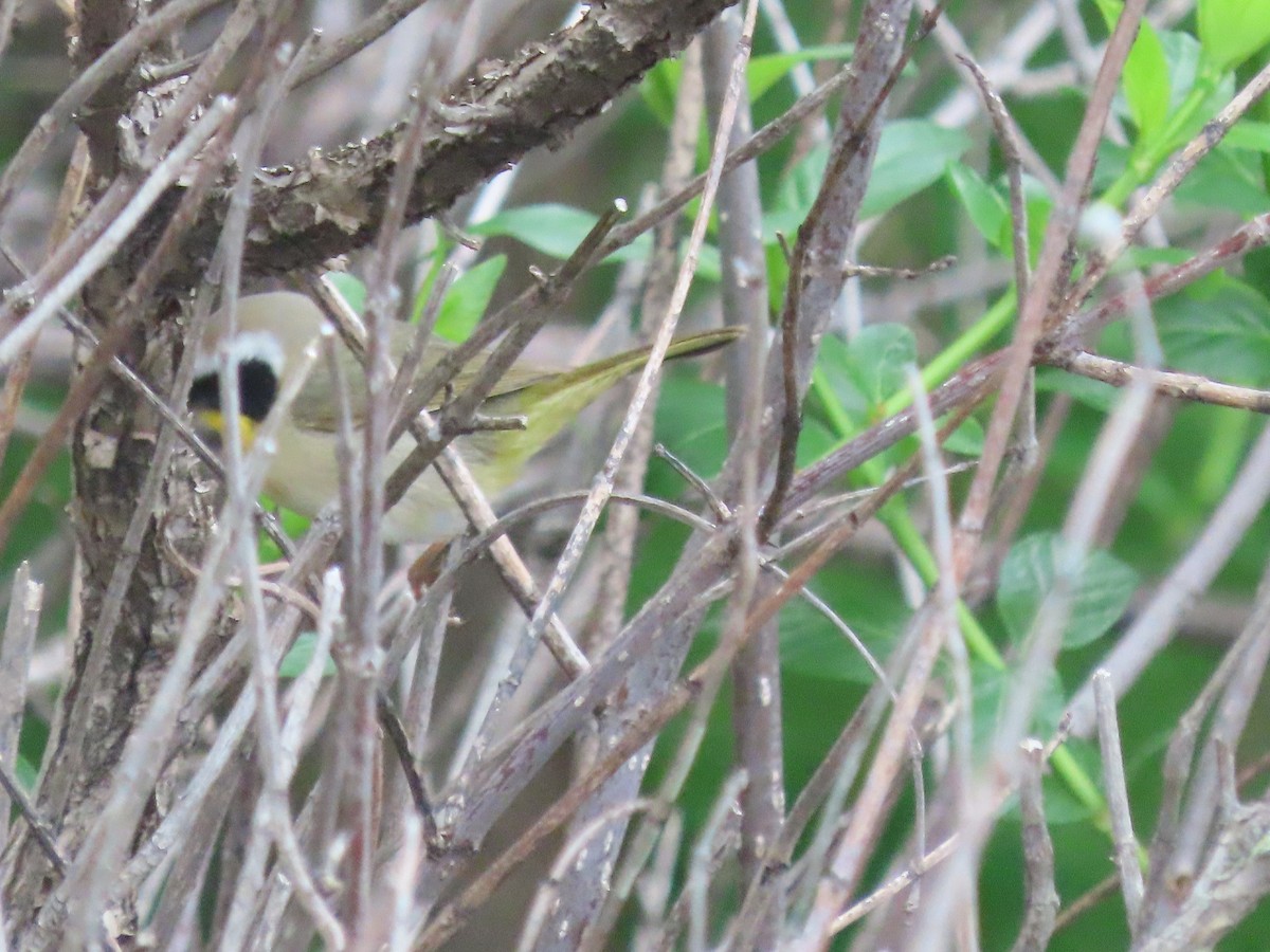 Common Yellowthroat - Dick Zerger