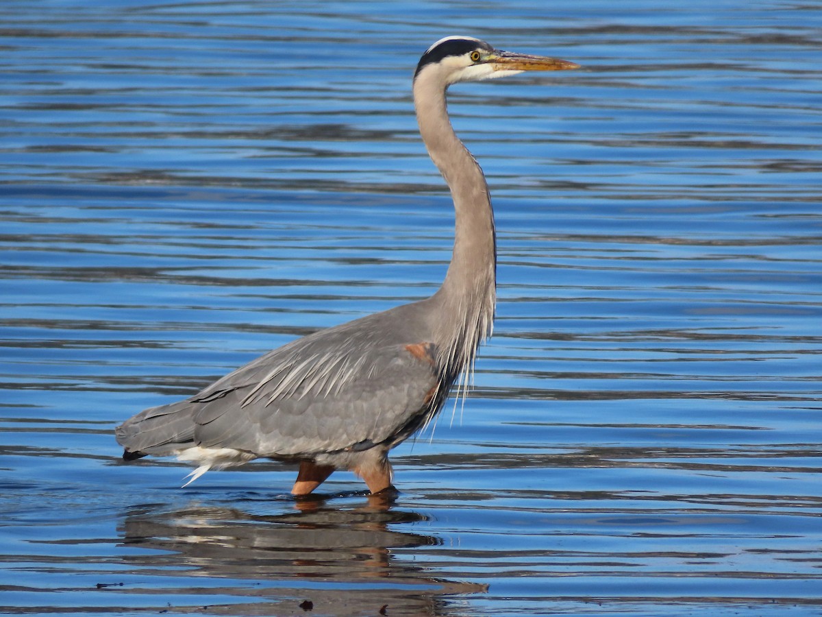 Great Blue Heron - ML618344940