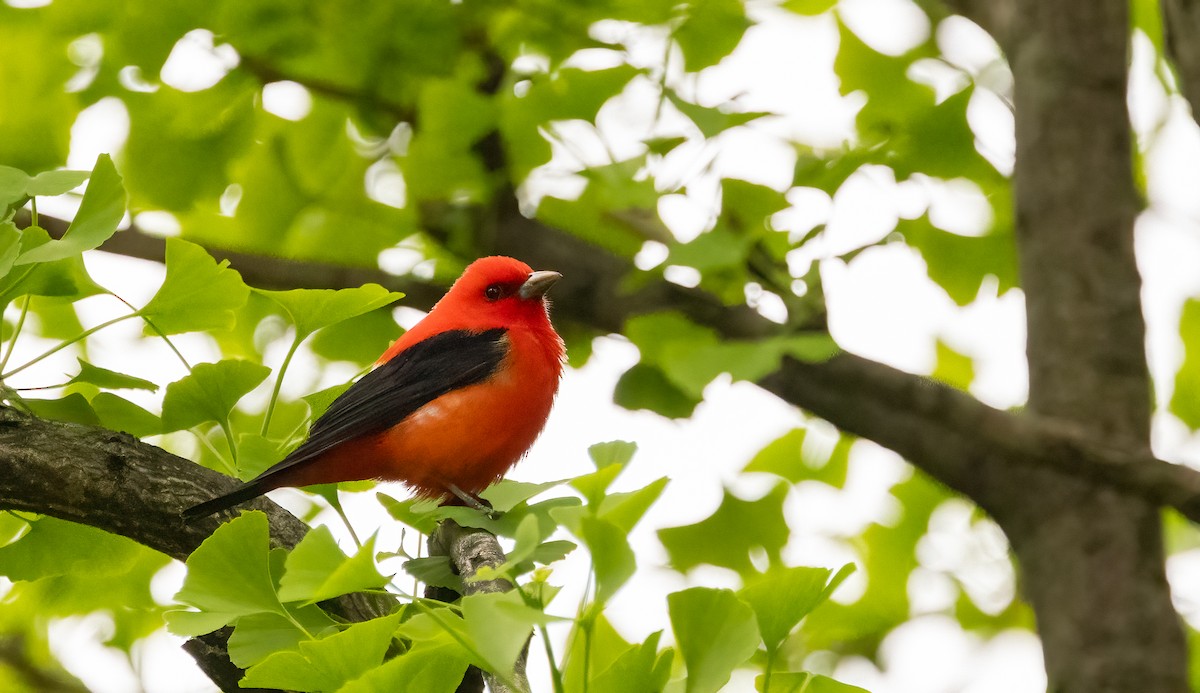 Scarlet Tanager - ML618344970