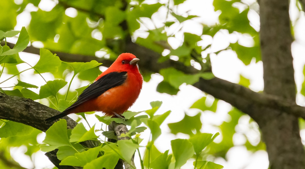 Scarlet Tanager - ML618344984