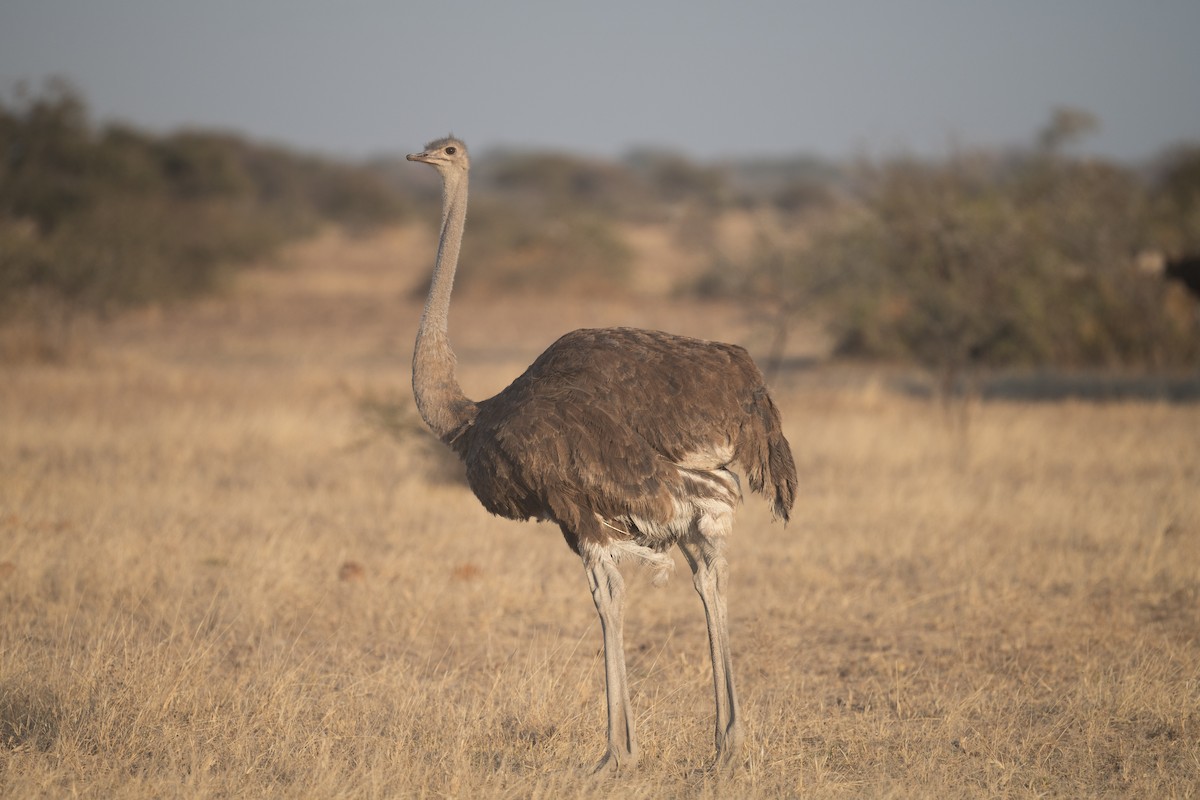Африканский страус - ML618344989