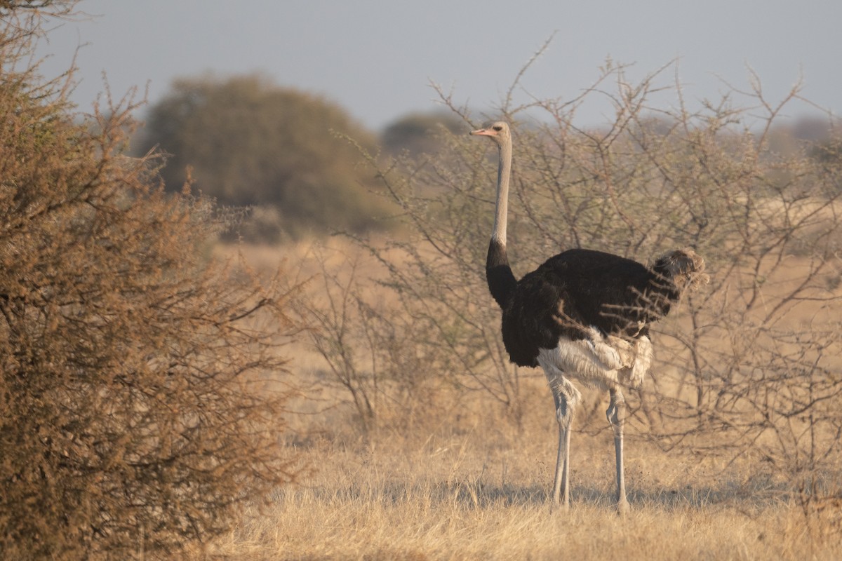 Common Ostrich - ML618344990