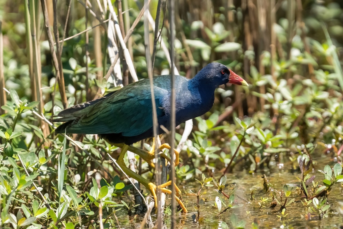 Purple Gallinule - ML618345010