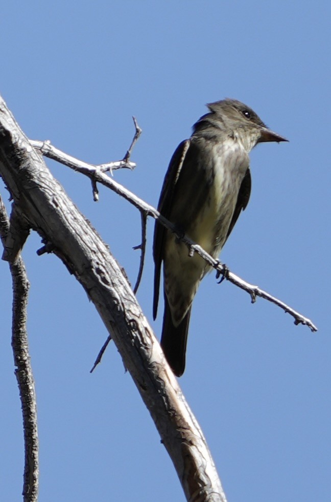 Olive-sided Flycatcher - John Rhoades