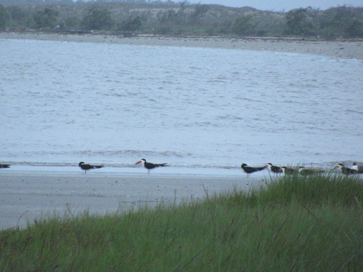 Black Skimmer - ML618345044