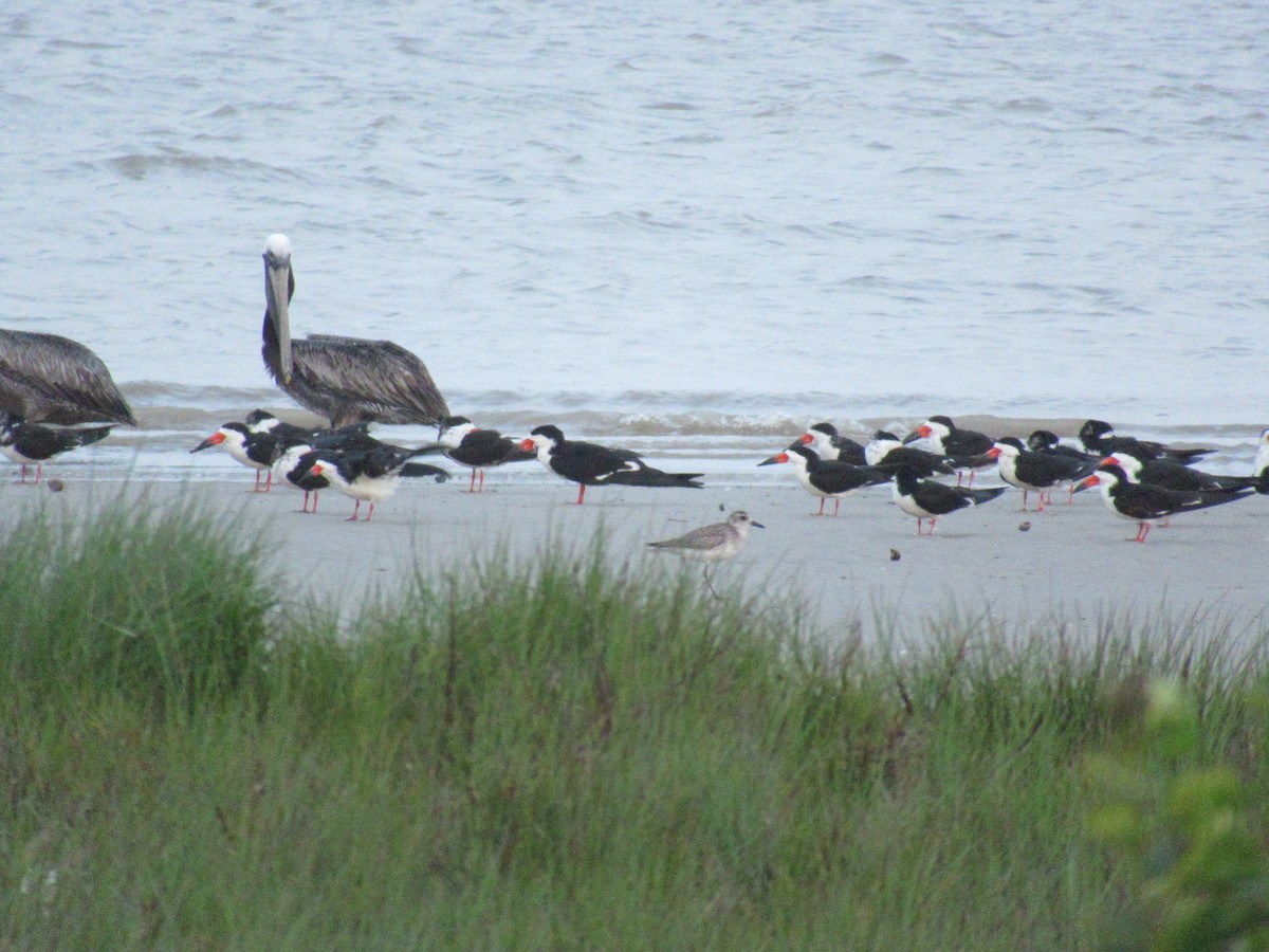 Black Skimmer - ML618345045
