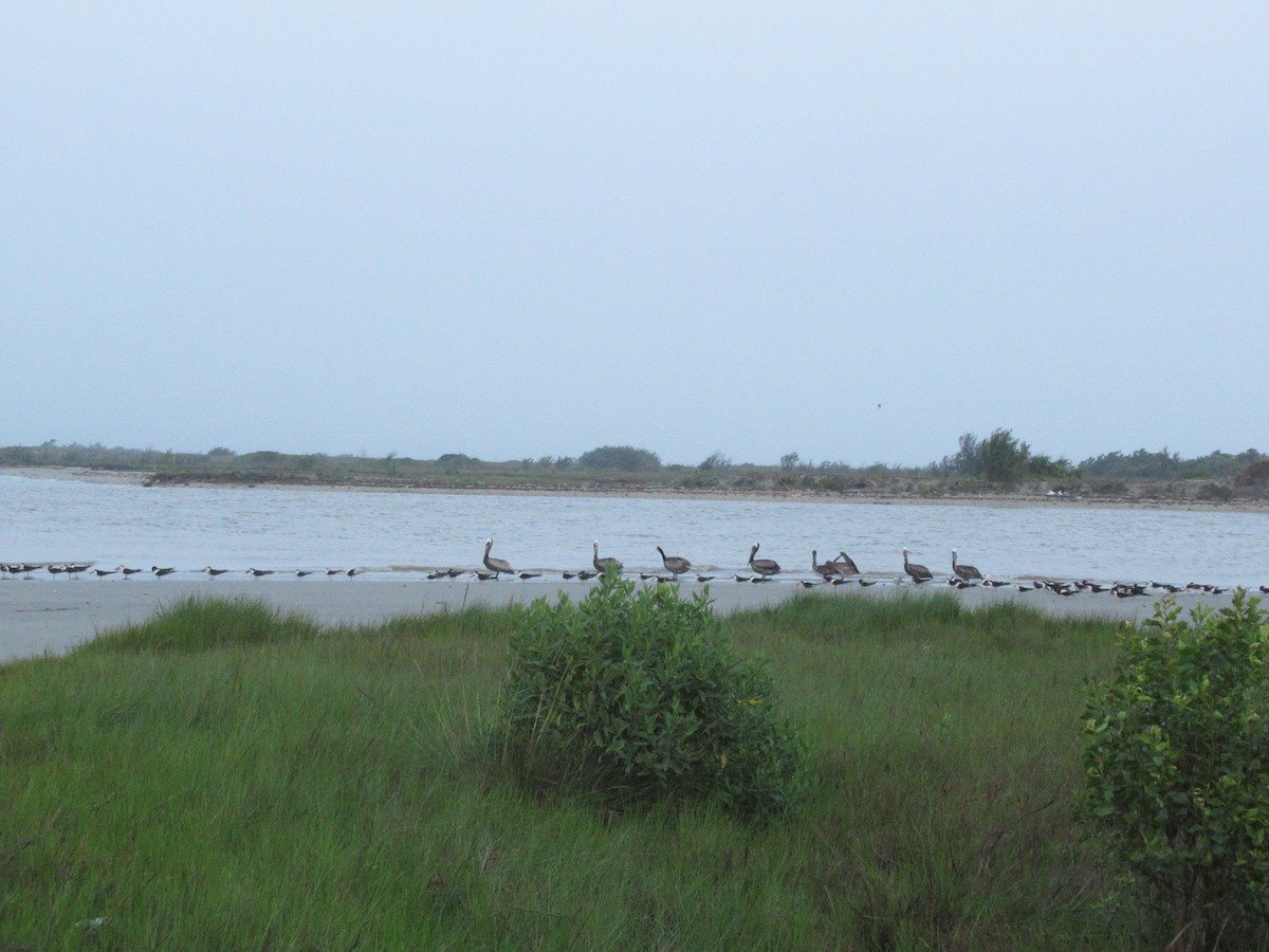 Black Skimmer - ML618345046