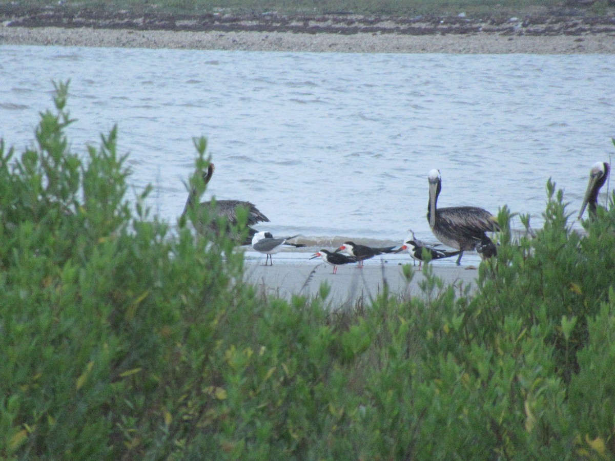 Black Skimmer - ML618345047