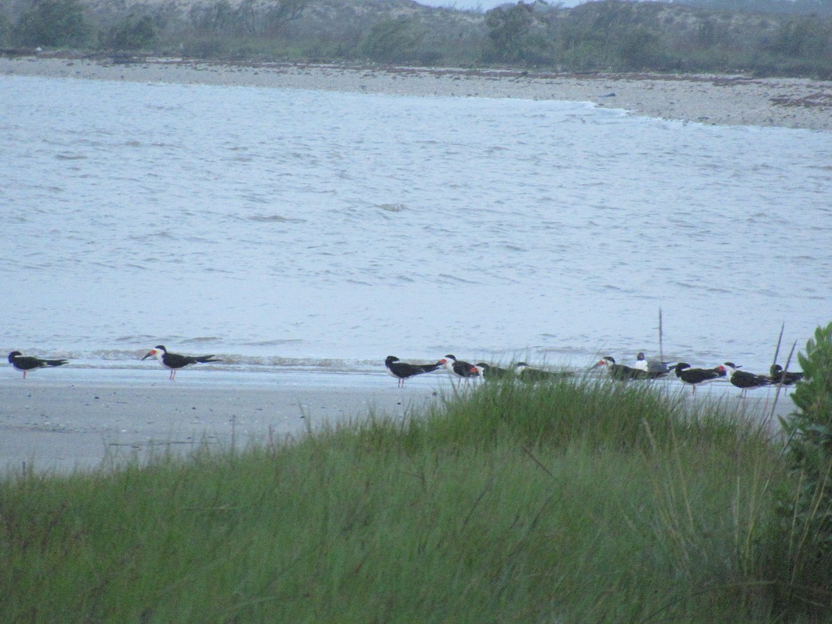 Black Skimmer - ML618345048
