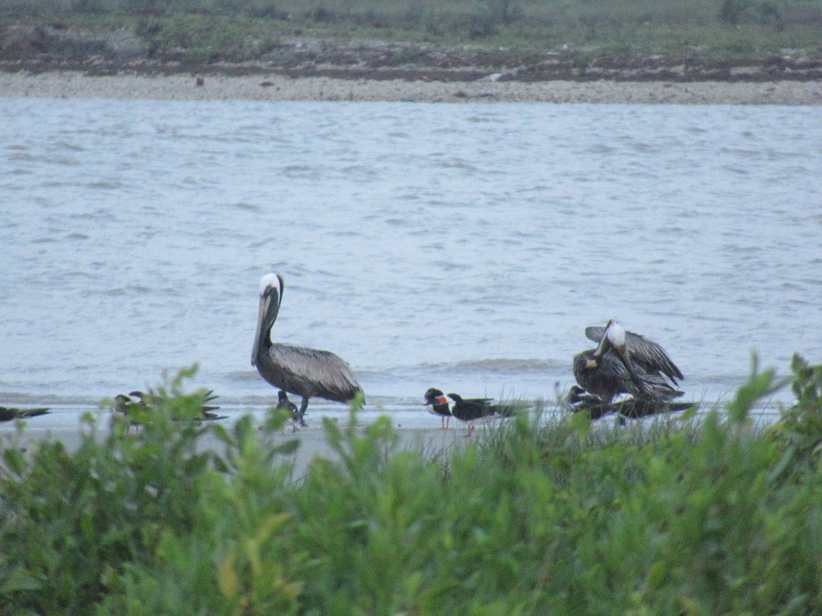 Black Skimmer - ML618345049