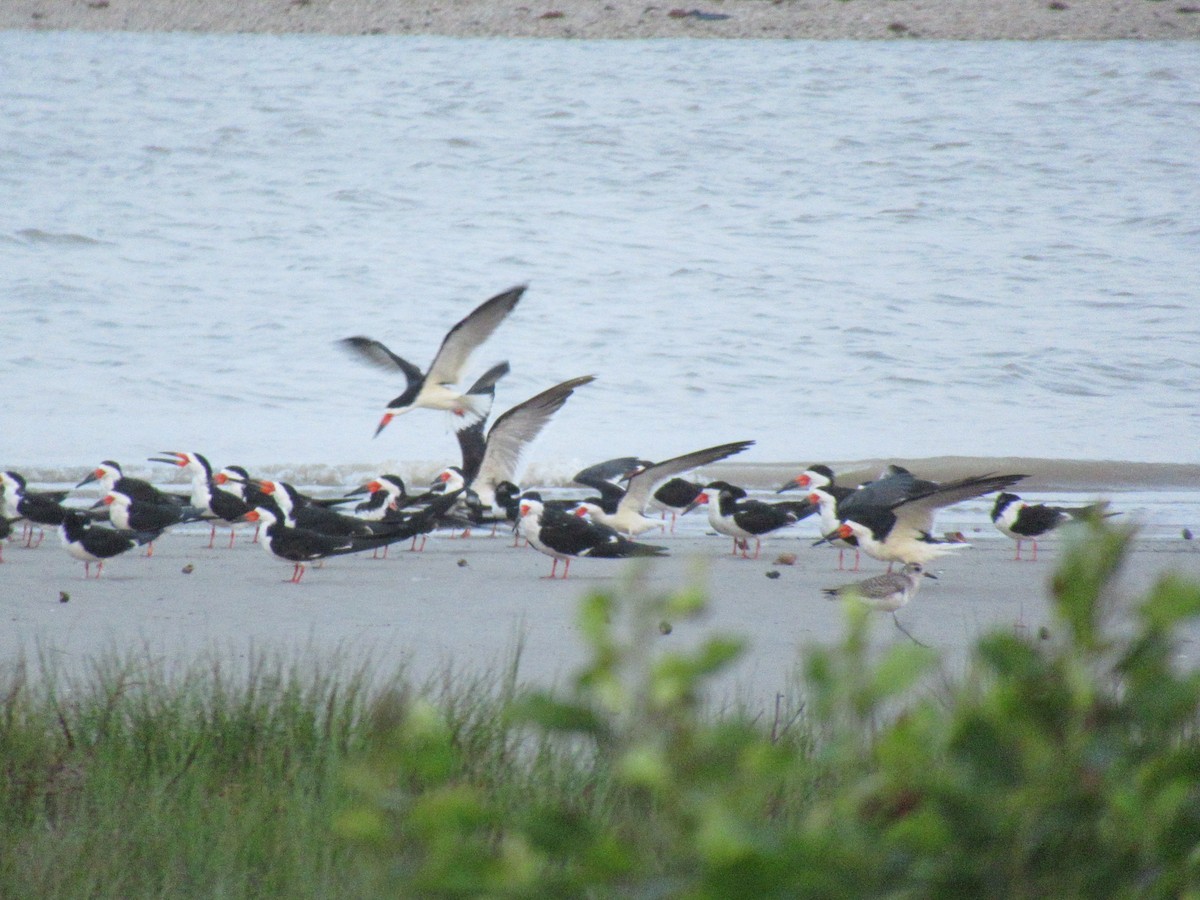 Black Skimmer - ML618345050
